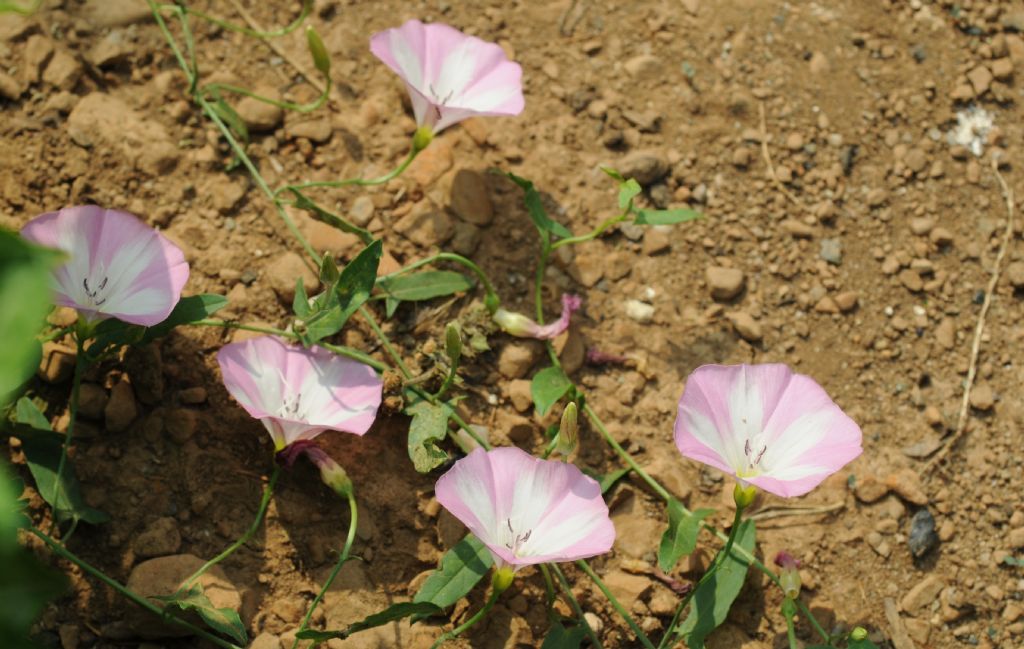 Convolvulus arvensis / Vilucchio comune