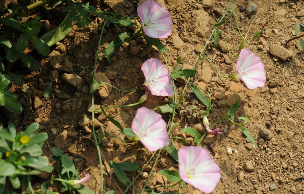 Convolvulus arvensis / Vilucchio comune