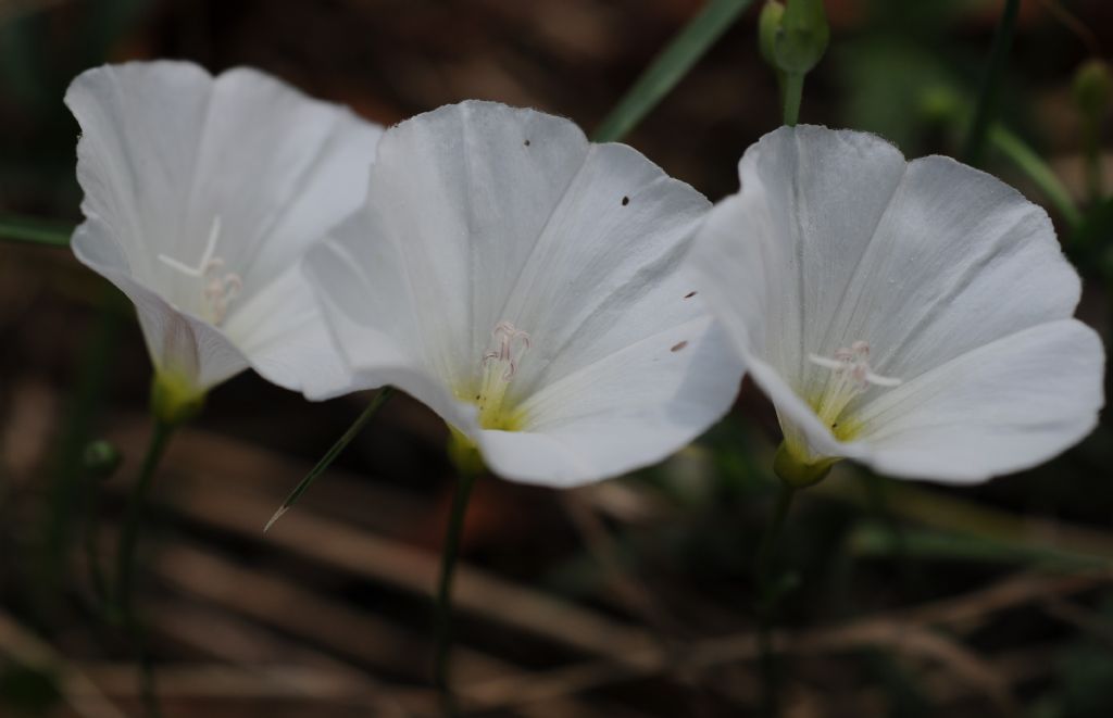 Convolvulus arvensis (Solanales - Convolvulaceae)