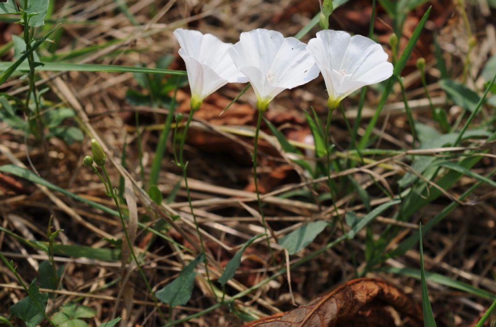 Convolvulus arvensis (Solanales - Convolvulaceae)