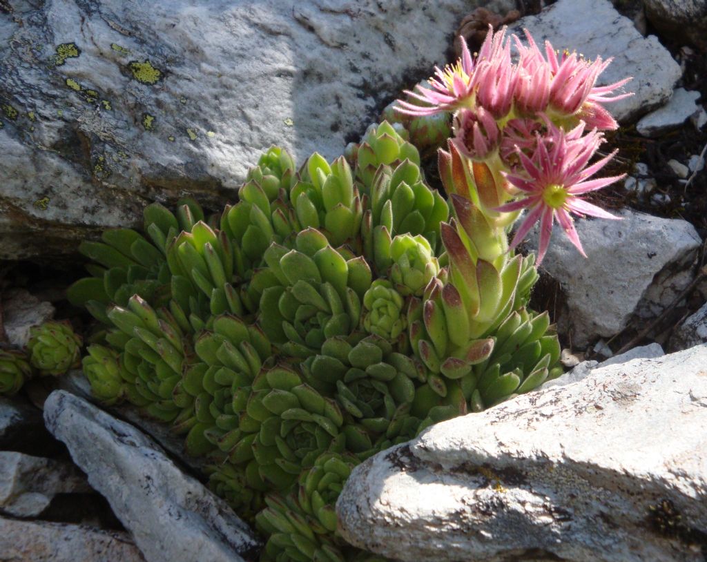 Sempervivum montanum / Semprevivo montano