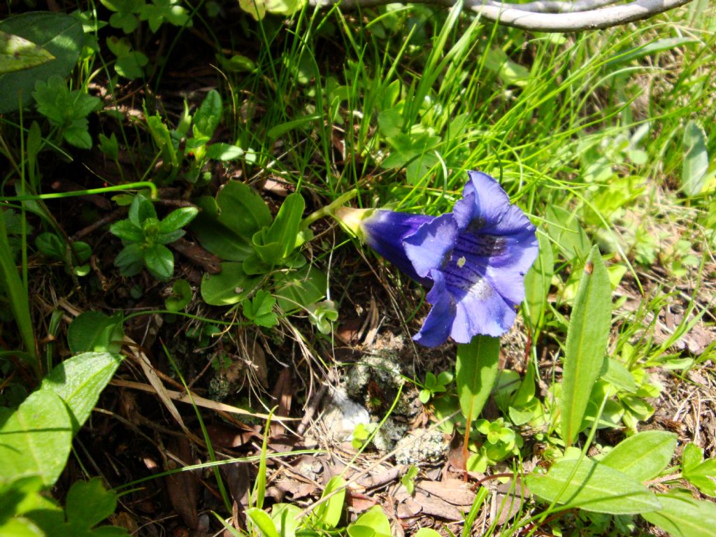 Gentiana alpina?
