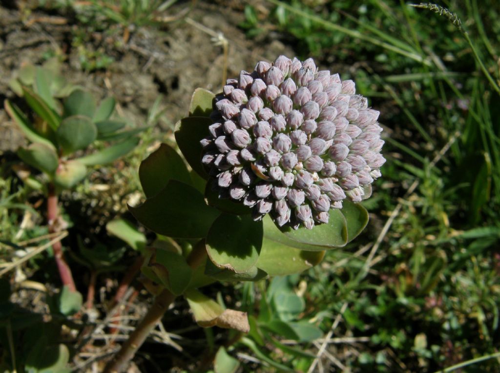 Hylotelephium anacampseros / Borracina anacampsero