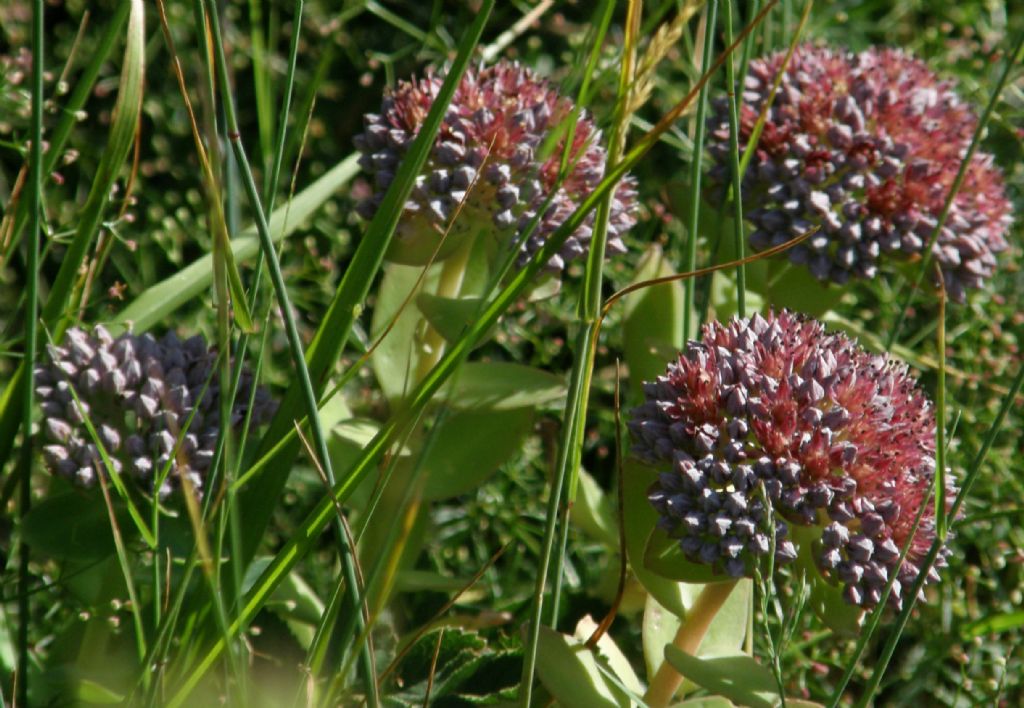 Hylotelephium anacampseros / Borracina anacampsero