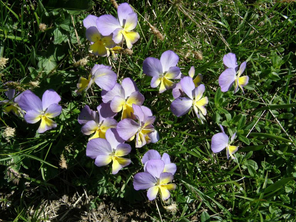 Viola cfr. calcarata
