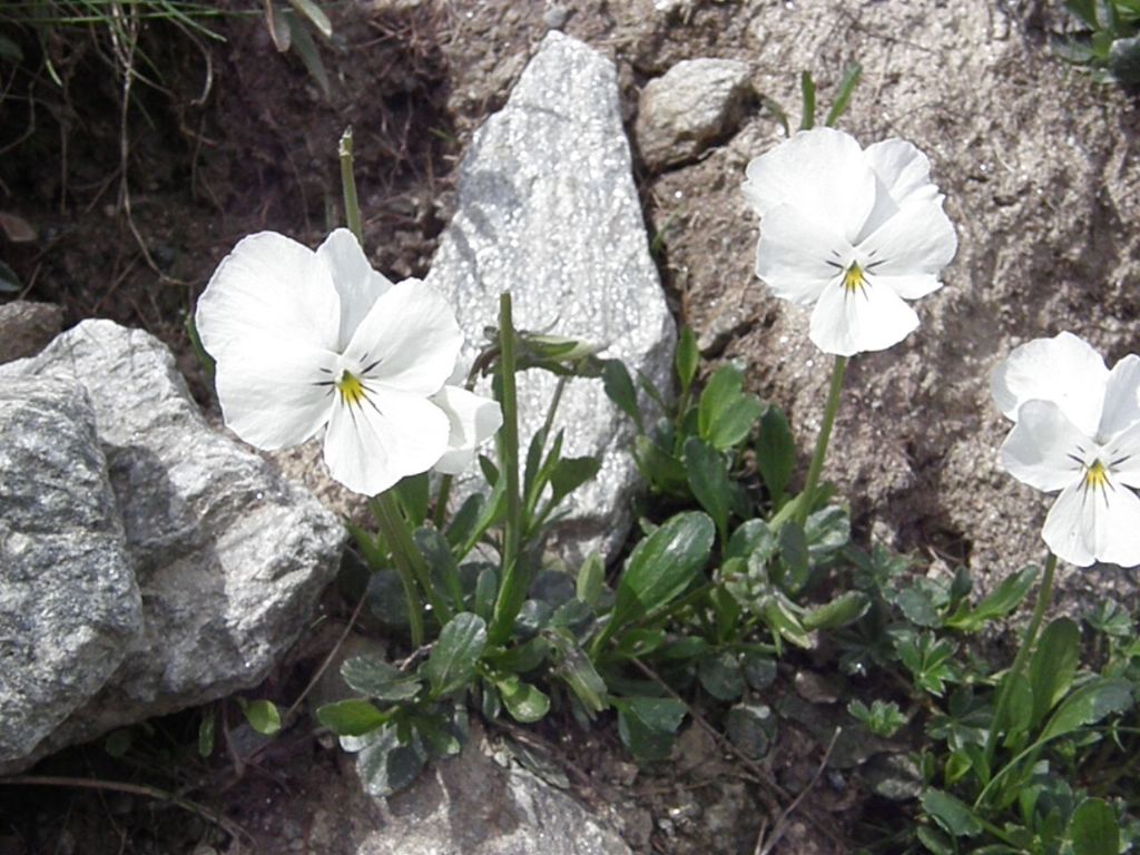 Viola cfr. calcarata