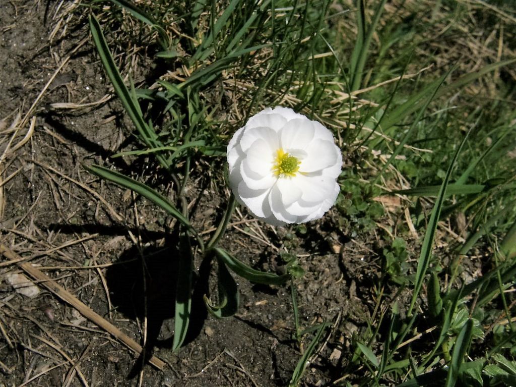 Ranunculus kuepferi a fiore doppio