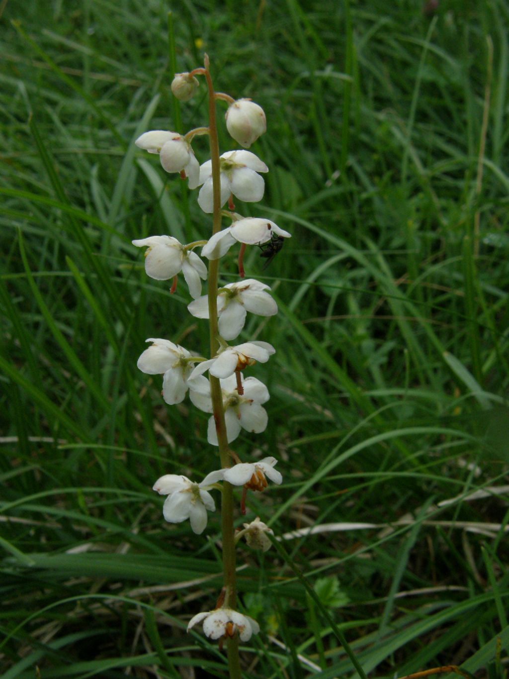 Pyrola rotundifolia / Piroletta a foglie rotonde