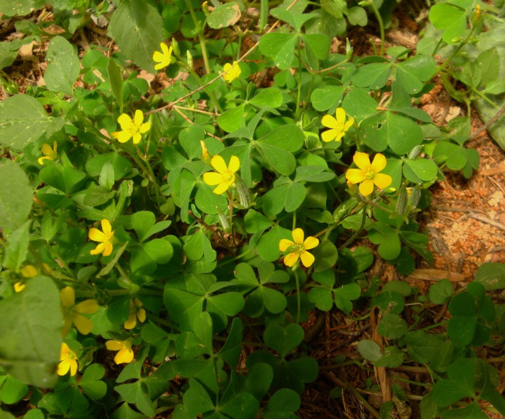 Oxalis stricta