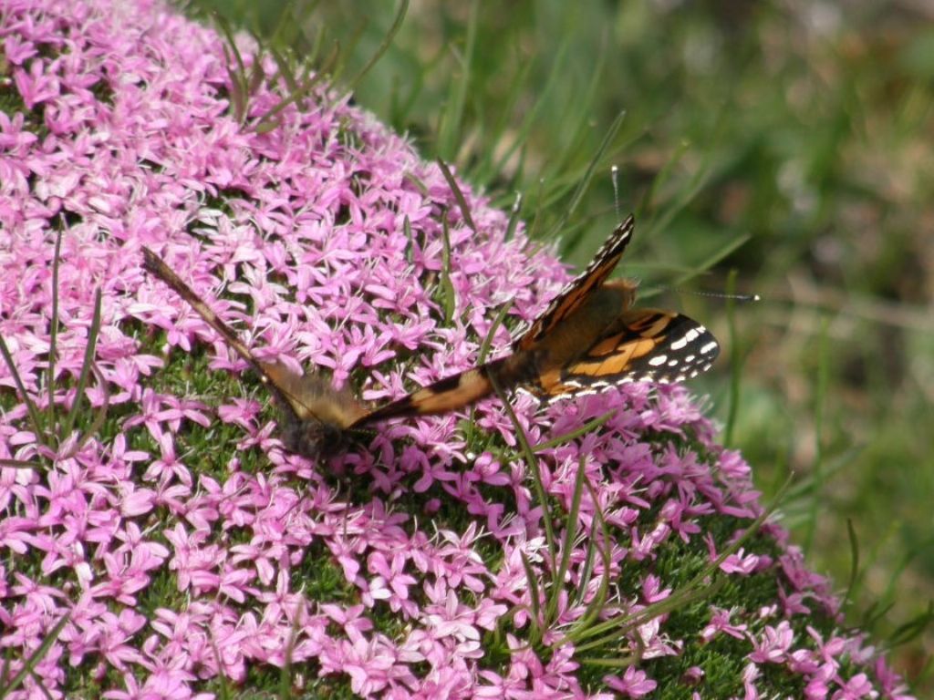 Farfalle da ID - Vanessa cardui e Aglais urticae