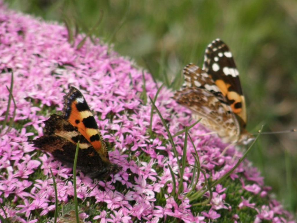 Farfalle da ID - Vanessa cardui e Aglais urticae