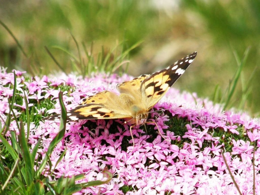 Farfalle da ID - Vanessa cardui e Aglais urticae