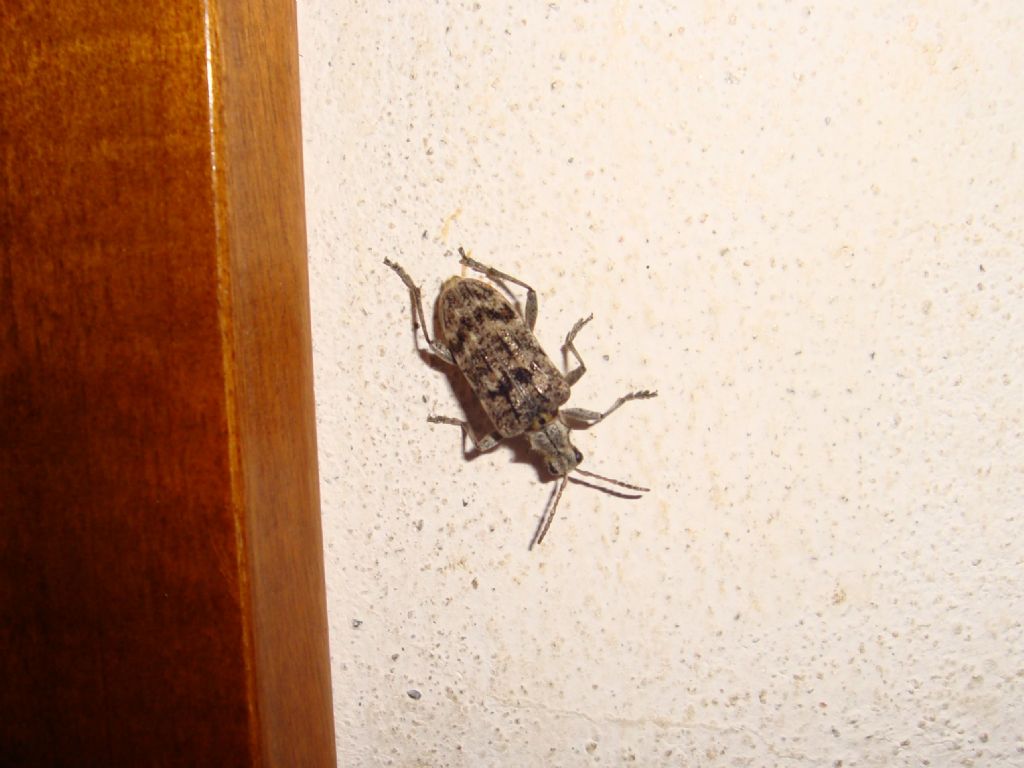 Rhagium inquisitor, Cerambycidae