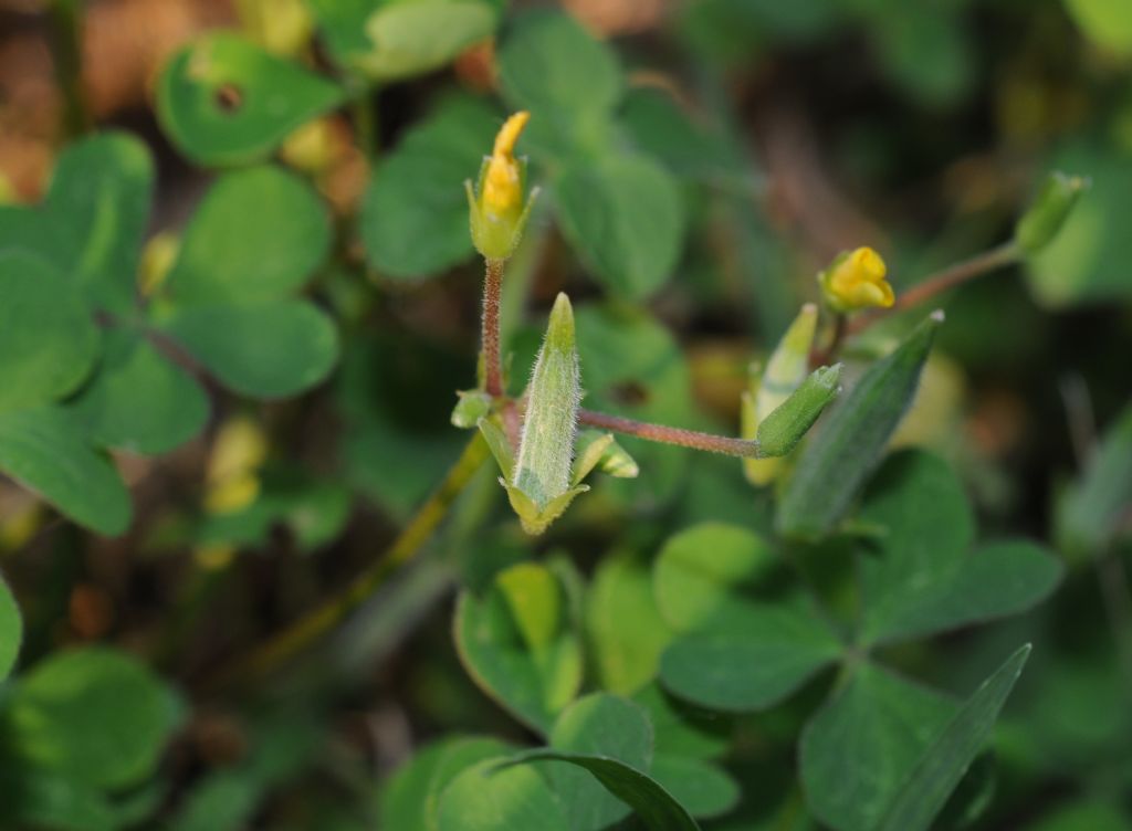 Oxalis stricta