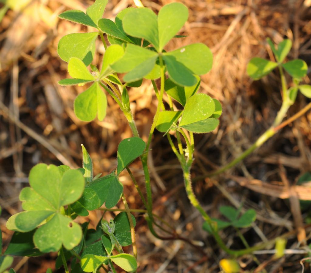 Oxalis stricta