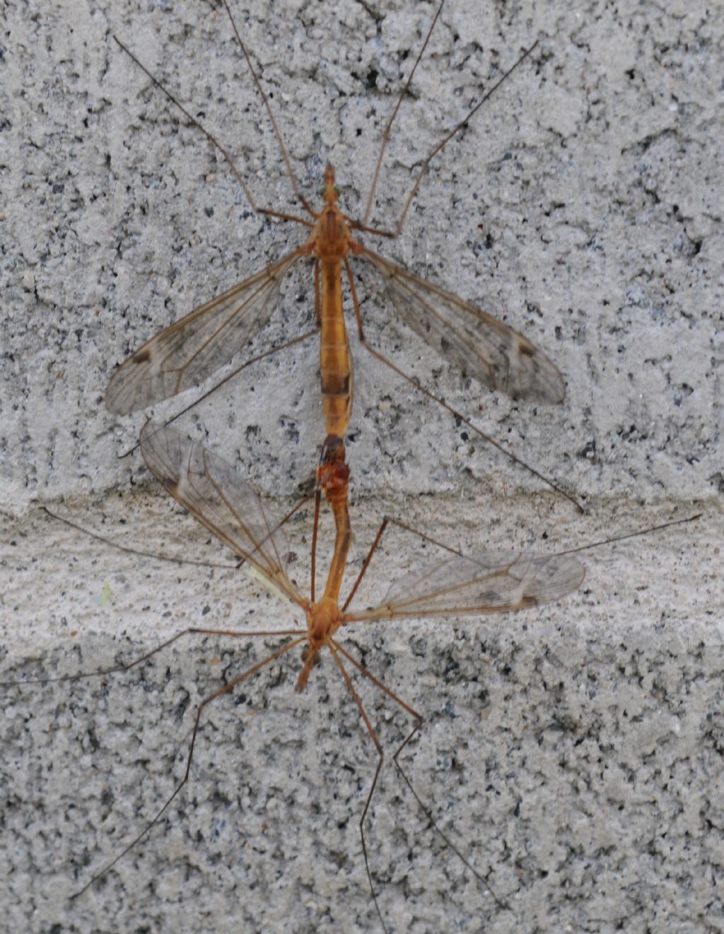 Tipulidae: Tipula sp. in accoppiamento