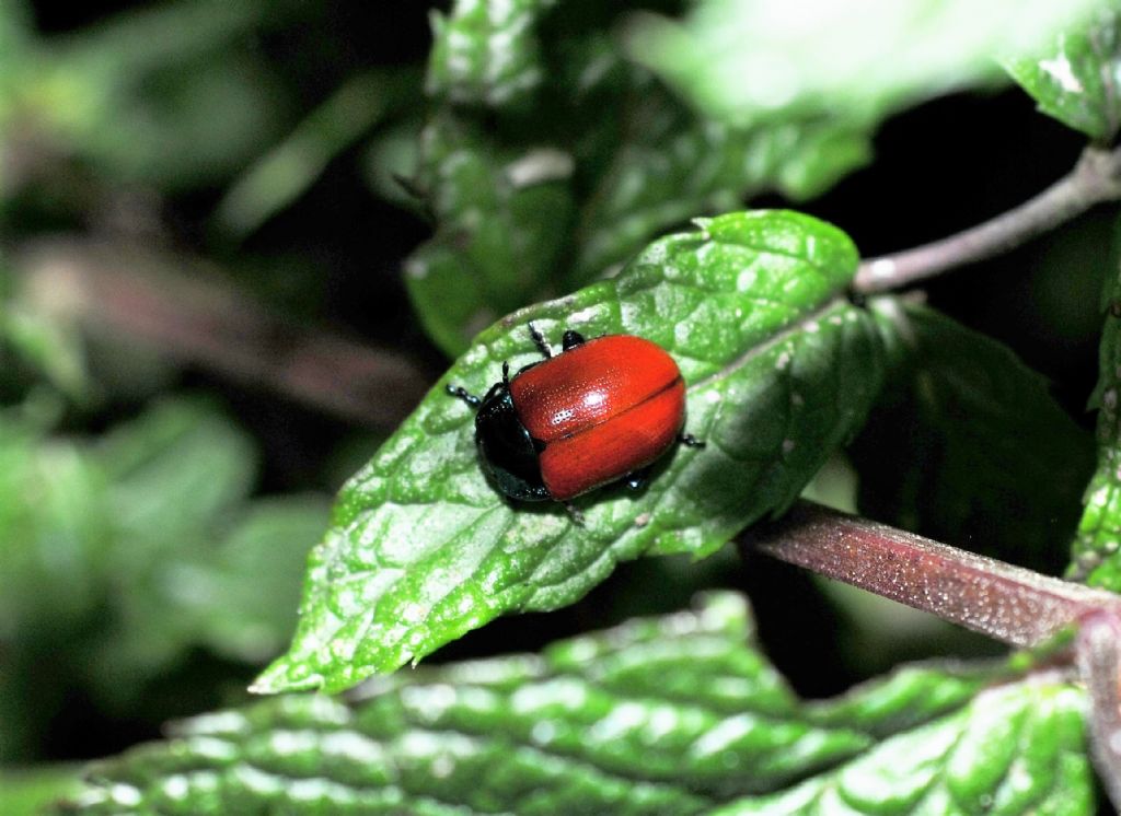 Chrysomelidae  Chrysolina grossa? Sì.