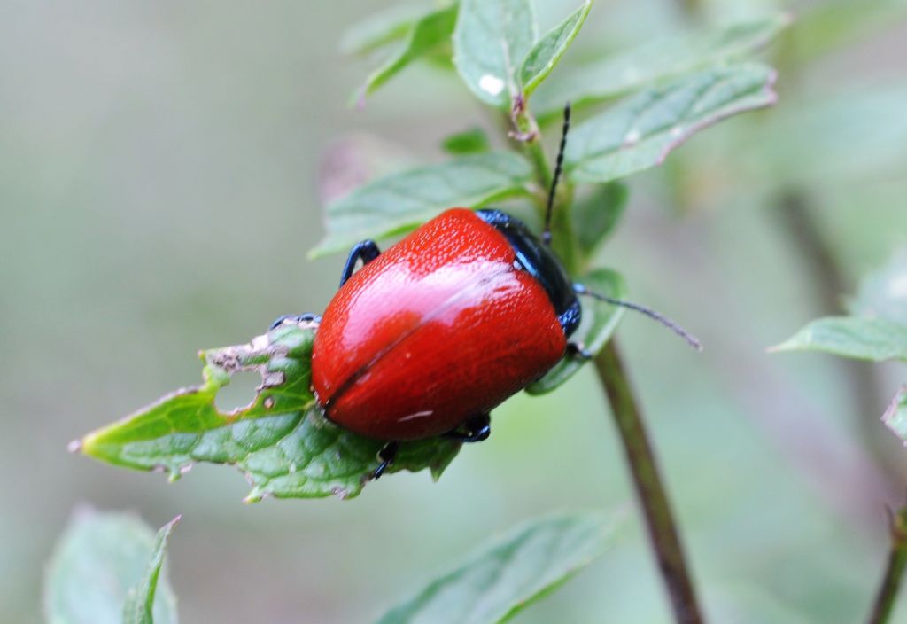 Chrysomelidae  Chrysolina grossa? Sì.