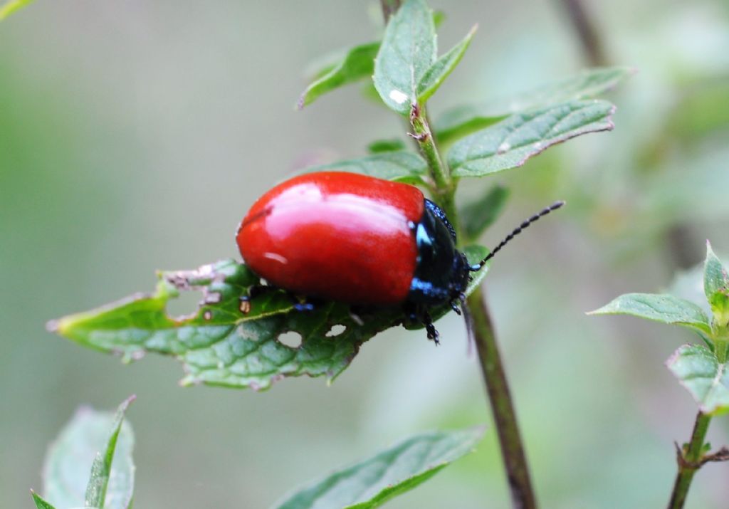 Chrysomelidae  Chrysolina grossa? Sì.