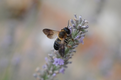 Apidae Megachilinae:  Megachile  sculpturalis