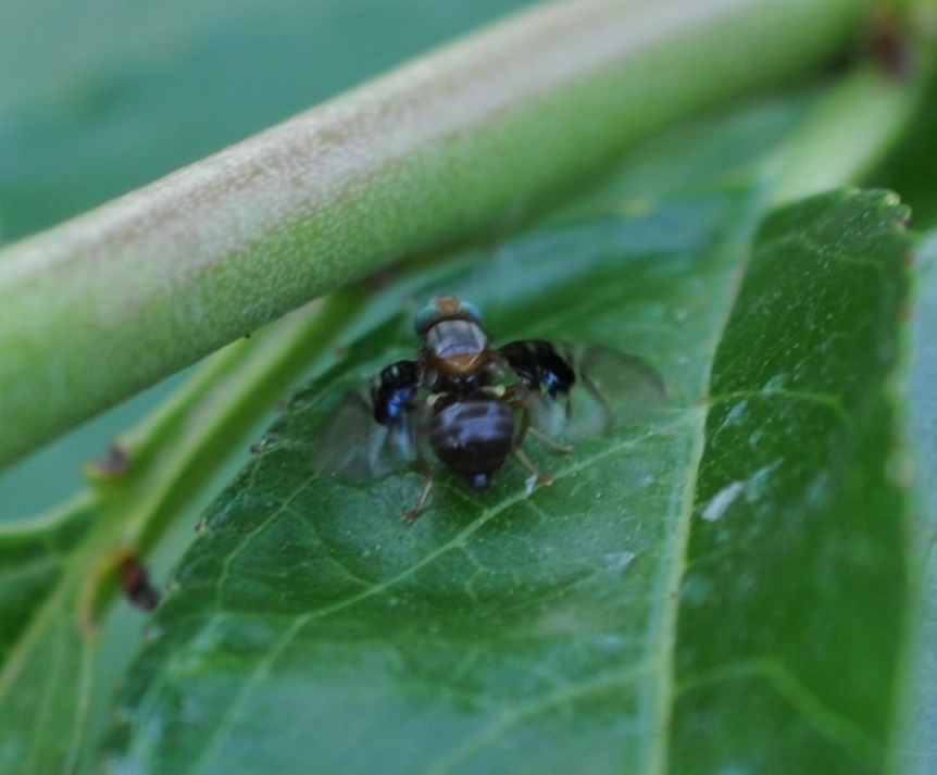 Anomoia purmunda (Tephritidae)
