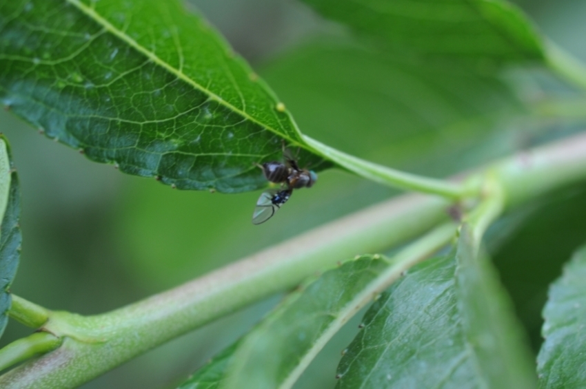 Anomoia purmunda (Tephritidae)