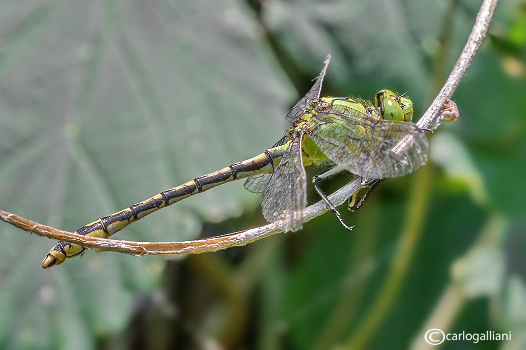 Ophiogomphus cecilia