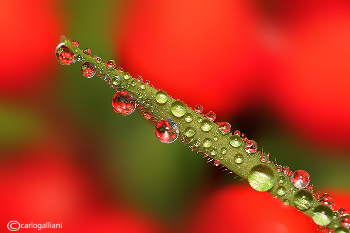Macro d''inverno