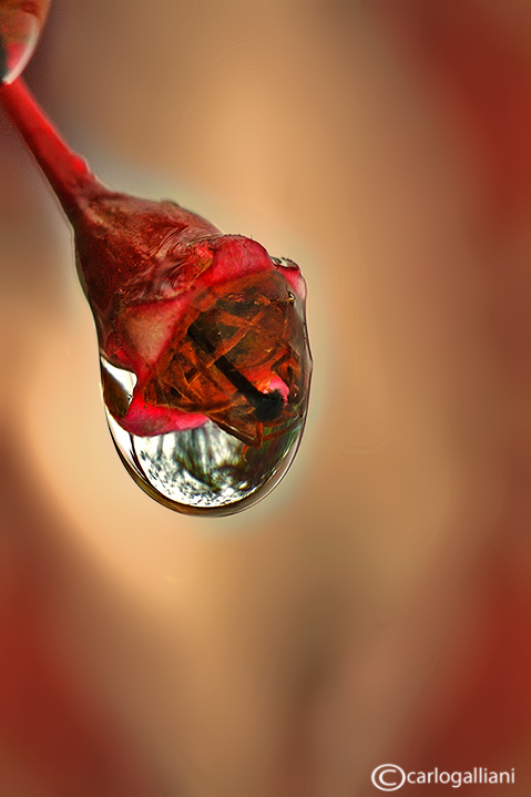 Macro d''inverno