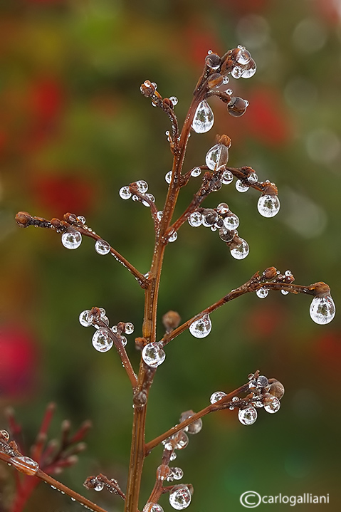 Macro d''inverno