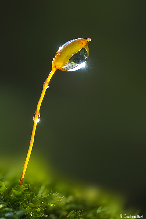 Macro d''inverno