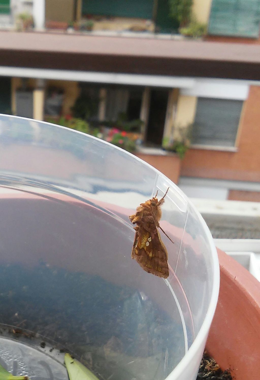 Sappiamo cos'' (Chrysodeixis chalcites - Noctuidae)