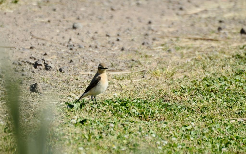 il Birdwatching al tempo del Covid 19