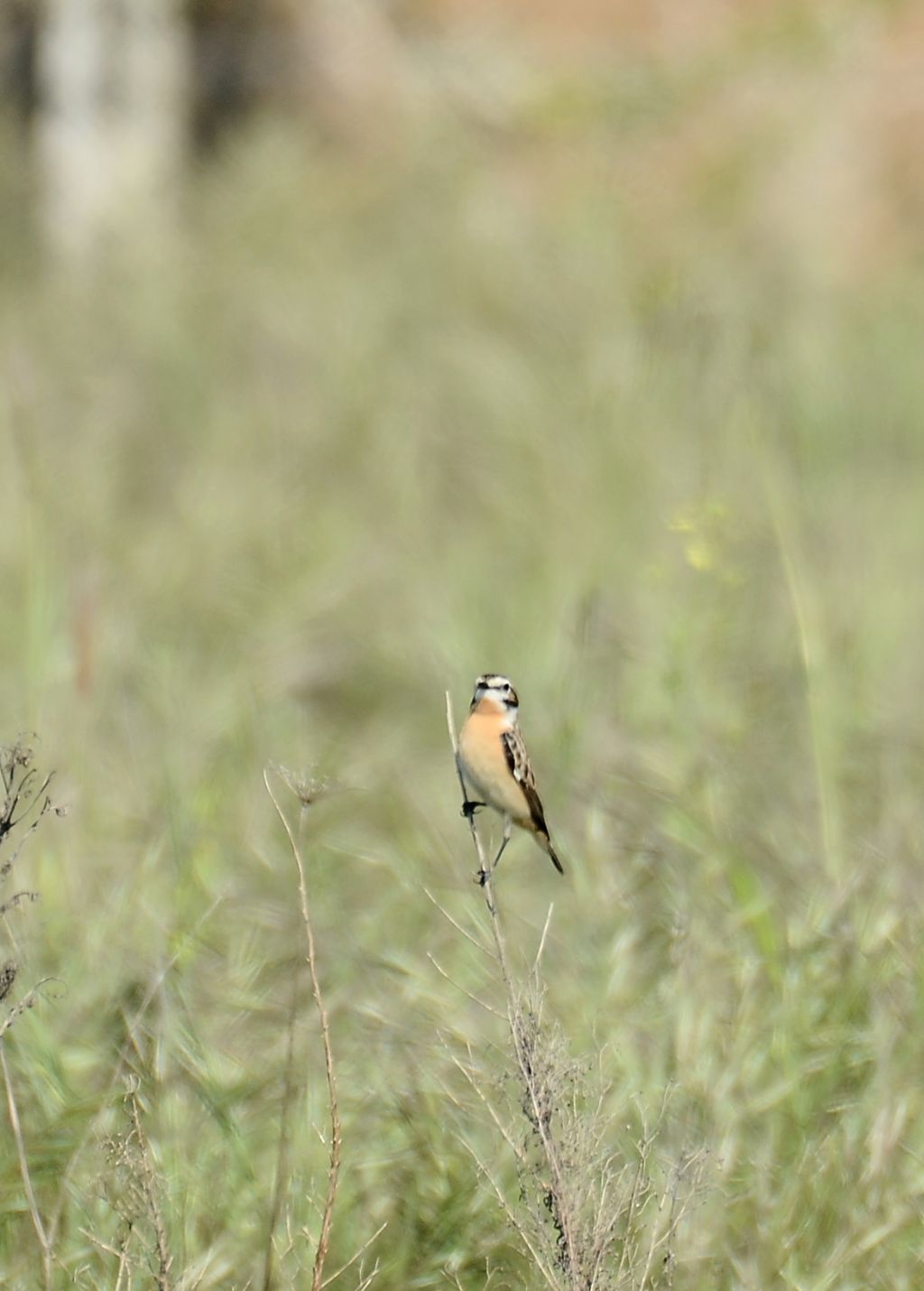 il Birdwatching al tempo del Covid 19