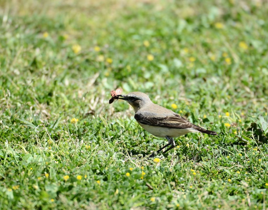 il Birdwatching al tempo del Covid 19