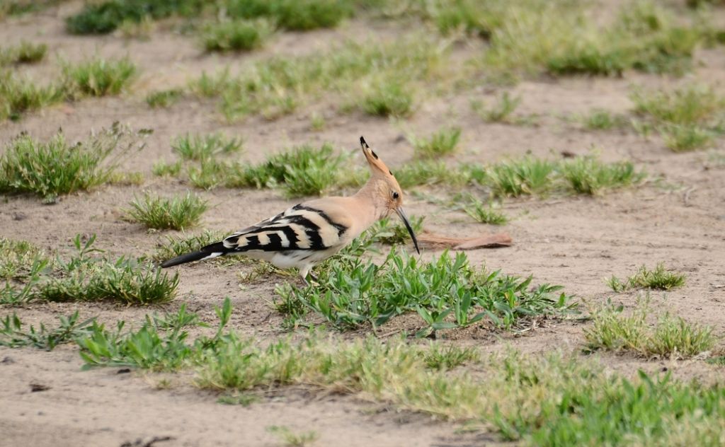 il Birdwatching al tempo del Covid 19