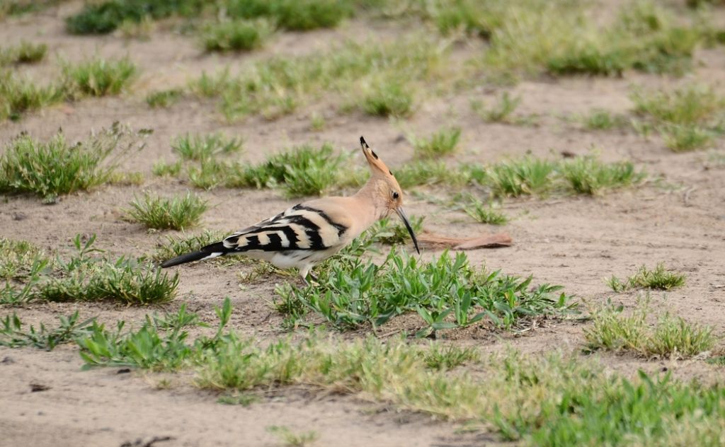 il Birdwatching al tempo del Covid 19