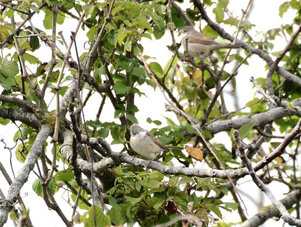 il Birdwatching al tempo del Covid 19