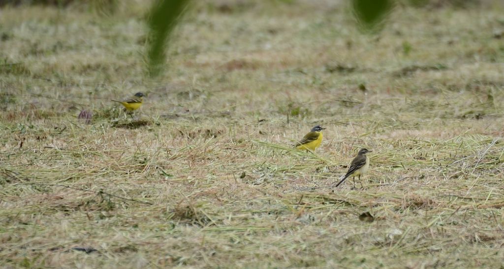 il Birdwatching al tempo del Covid 19