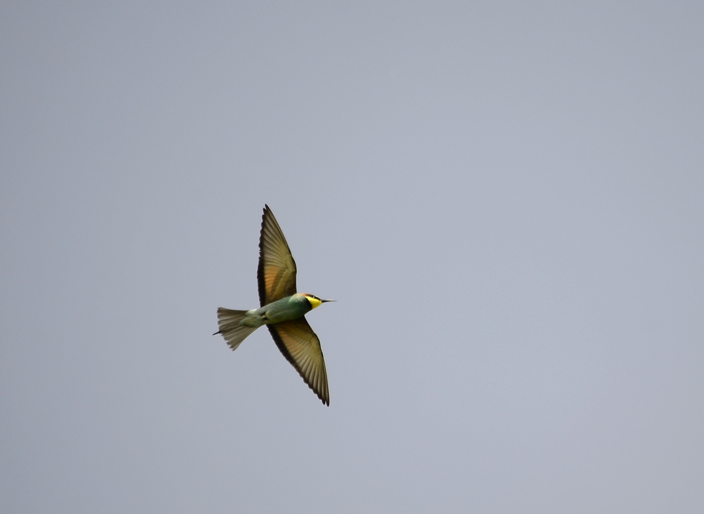 il Birdwatching al tempo del Covid 19