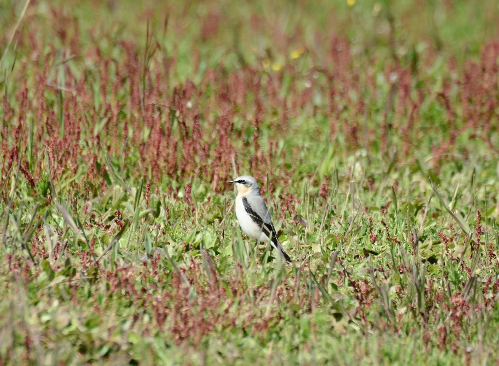 Primi ritorni di primavera