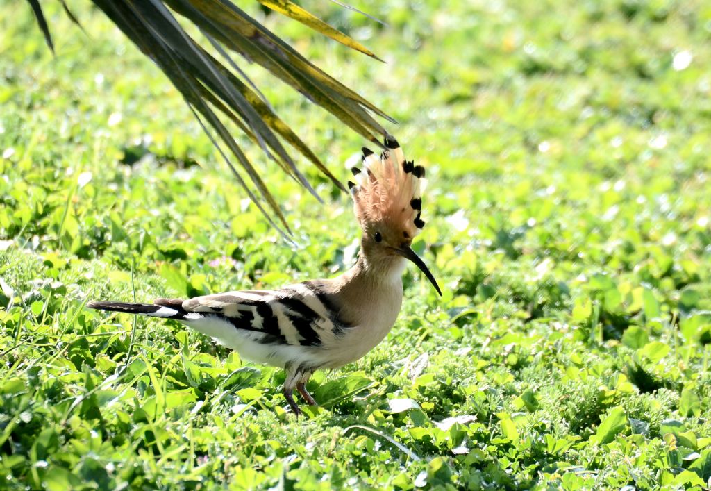 Primi ritorni di primavera