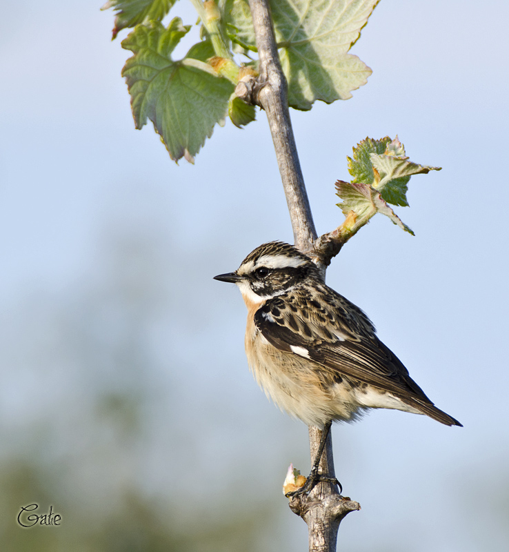 Stiaccino (Saxicola rubetra)