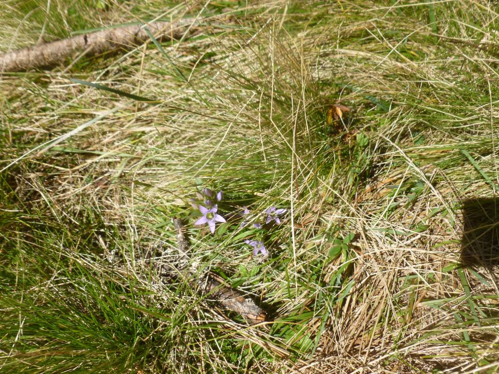 Gentianella sp.