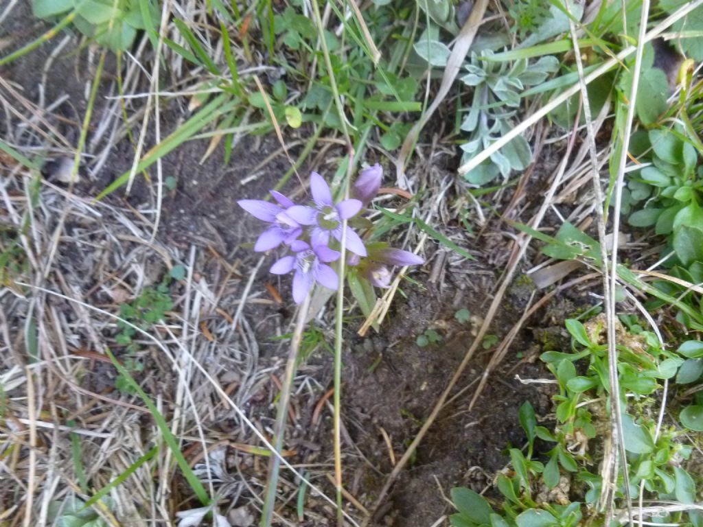 Gentianella sp.