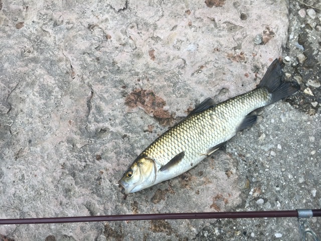 Identificazione ciprinide
