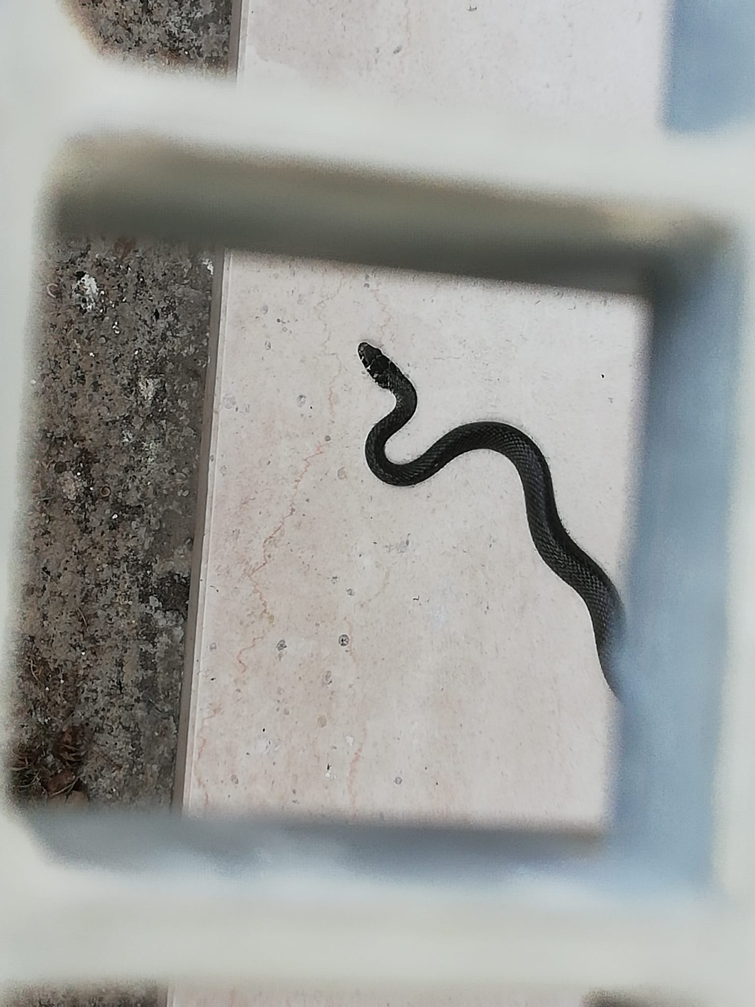 Serpente nero: Biacco (forma melanica)