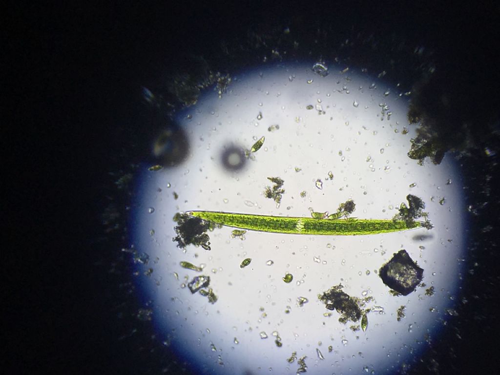 Microrganismi da determinare