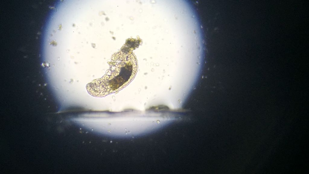 Microrganismi da determinare