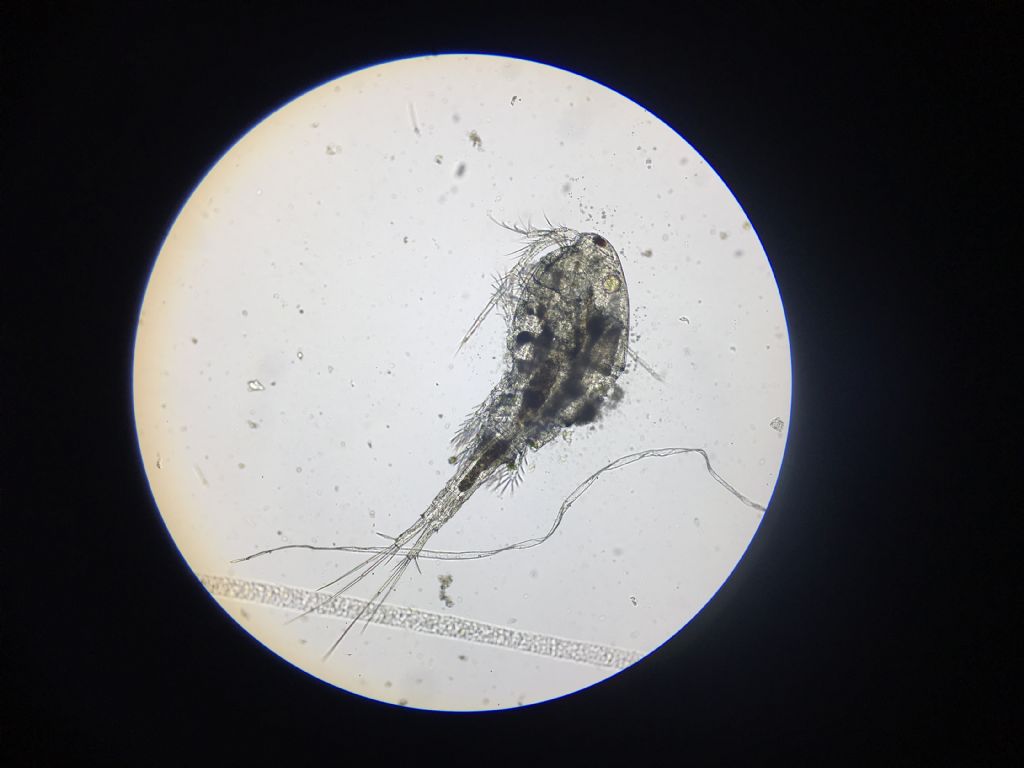 Microrganismo non riconosciuto